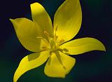 Yellow Tulip Closeup_48526